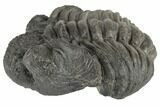 Bargain, Enrolled Drotops Trilobite - About Around #195785-2